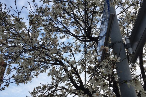 桜の開花宣言